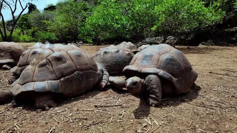 a group of giant tortoises grazes in the open field at françois leguat reserve, rodrigues island.