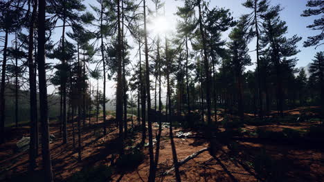 Pine-forest-on-the-mountainside