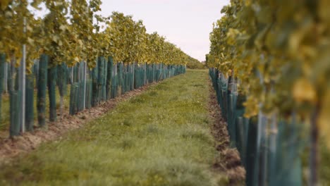 shallow focus tilt-up shot reveals immaculate vineyard rows on wine farm