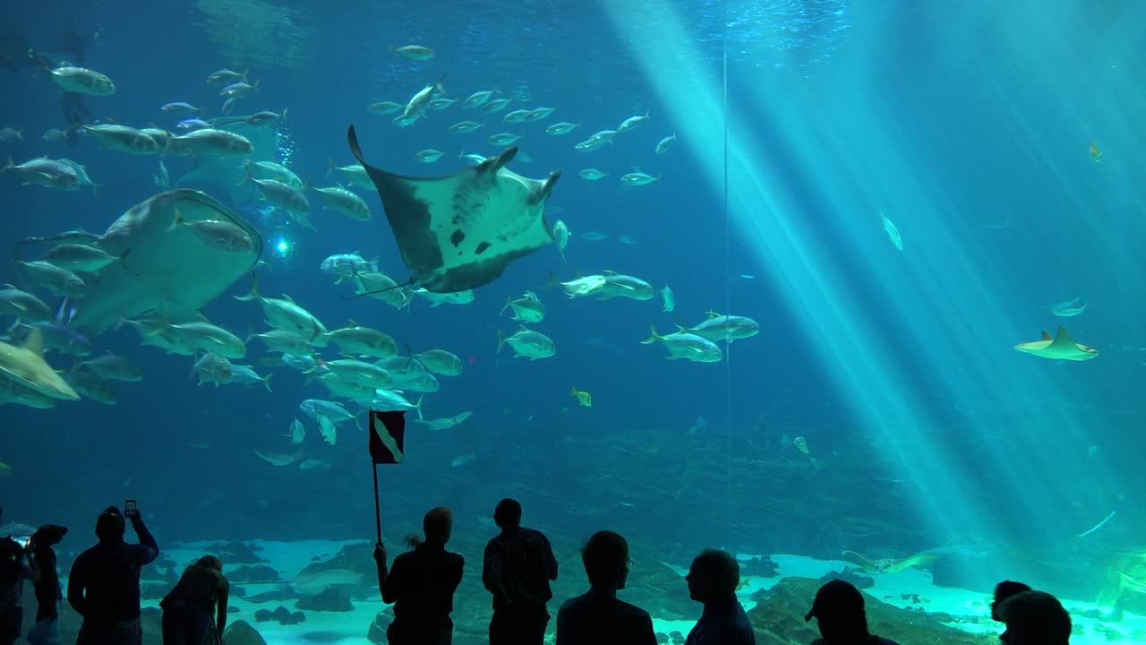 수족관 4에서 물고기 상어와 만타 가오리로 가득 찬 거대한 수중 탱크를 배경으로 방문객들이 윤곽을 그리고 있습니다.