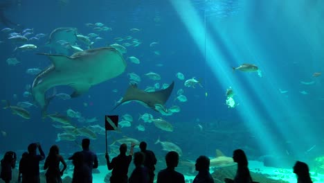 在水族館 4 的一個巨大的水下水箱中, 遊客的影子被填滿了魚<unk>和曼塔<unk>