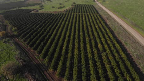 Luftneigung-über-Weinbergfeldlandschaft-In-Der-Nähe-Von-Straße,-Golanhöhen---Israel