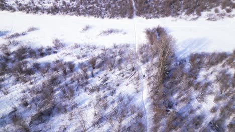 un dron aéreo vuela sobre una persona que camina por un sendero invernal del bosque cubierto de nieve en un día soleado