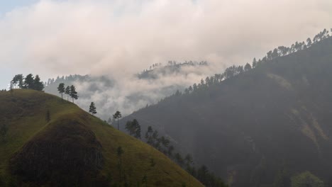 misty mountain landscape with green hills and pine trees