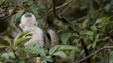 Static-shot-of-a-Common-Squirrel-monkey-on-a-branch-of-a-tree-Costa-Rica