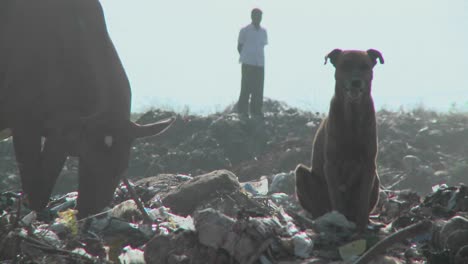 A dog and a cow in a garbage dump