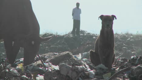 a dog and a cow in a garbage dump