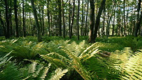 stunning forest with trees and plants growing on hills