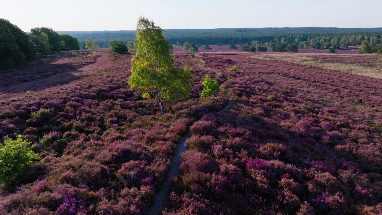 Picturesque heathland landscape with purple flowers