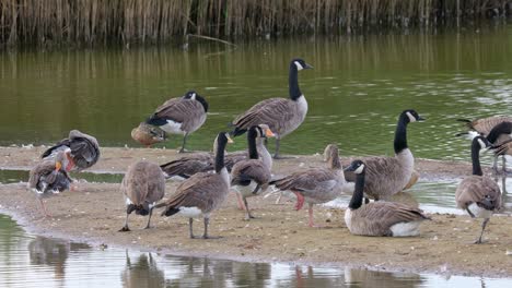 Canada-goose-in-its-natural-environment-Canada-goose,-Flock-of-geese-on-a-spring-lake,-UK
