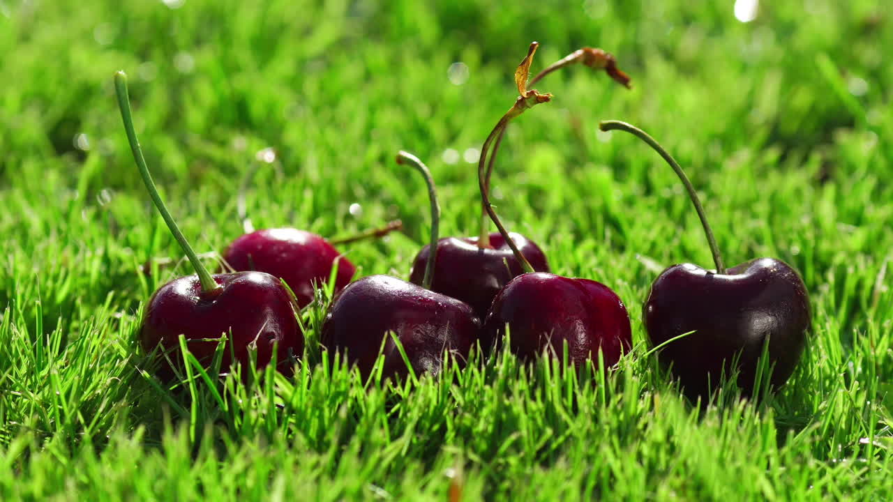 Buah ceri merah yang matang tergeletak di rumput hijau.