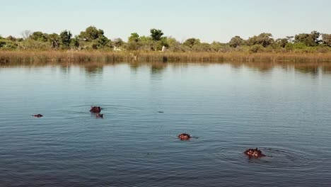 Hippo-Swimming,-Then-Ducking-Underwater-in-a-River,-Okavango-Delta,-Botswana,-Africa