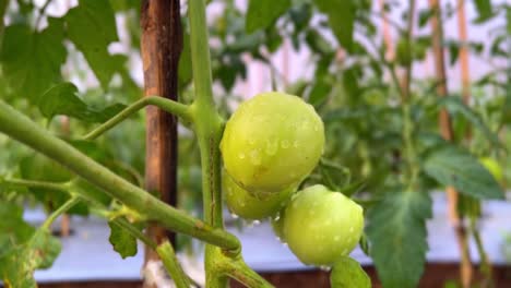 tomate verde rocoso en la planta en la plantación