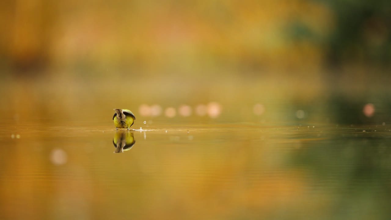 gran tit en un estanque en otoño