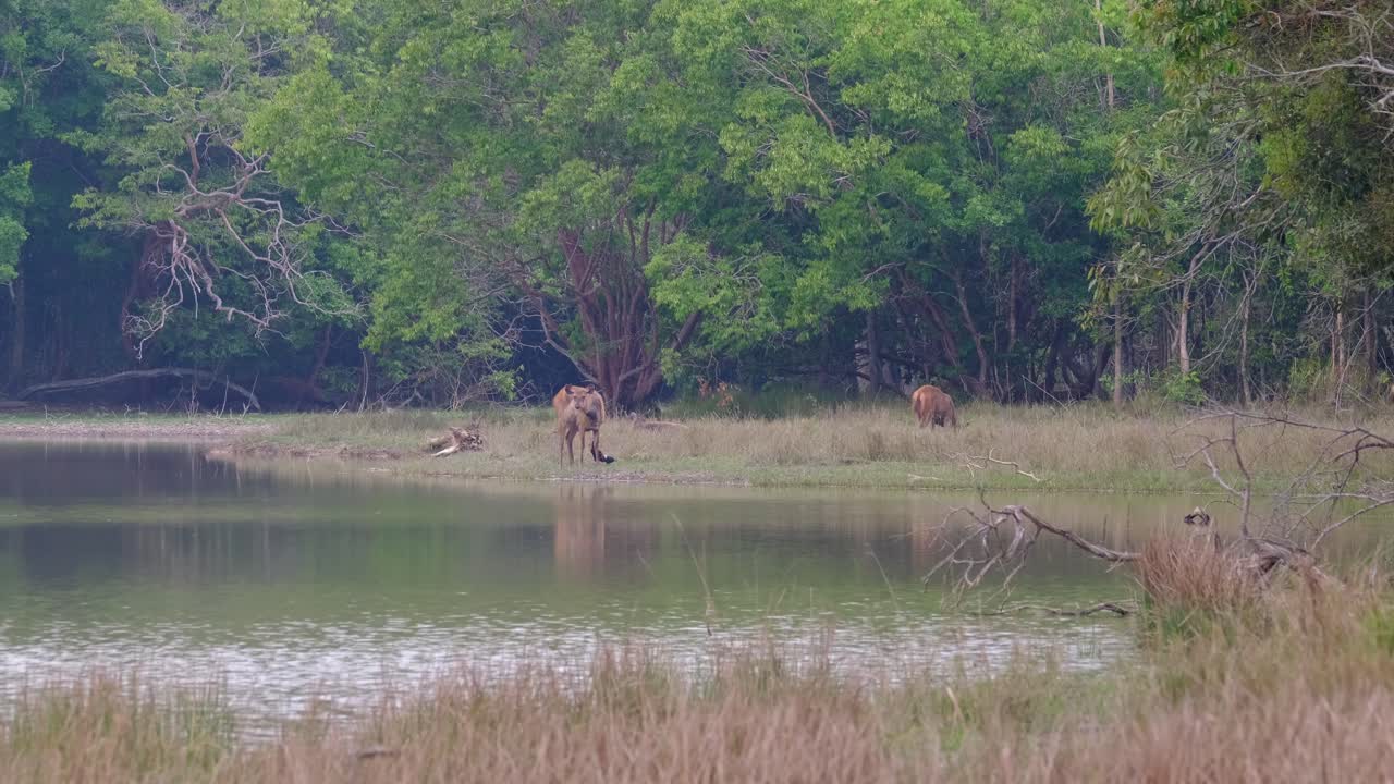 En junglehøne, der æder under en hjorts krop og befrier den for dens parasitter; Sambarhjort (Rusa unicolor), Phu Khiao Vildtreservat, Thailand.