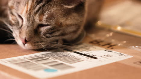 wonderful scenery of cat sleeping on the top of paper box - slow motion shot