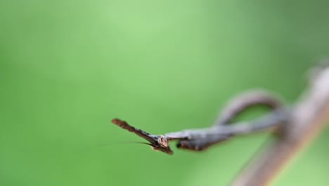 Gottesanbeterin-Phyllothelys-Kopf-Bewegt-Und-Im-Makrofokus-Nach-Oben-Schaut