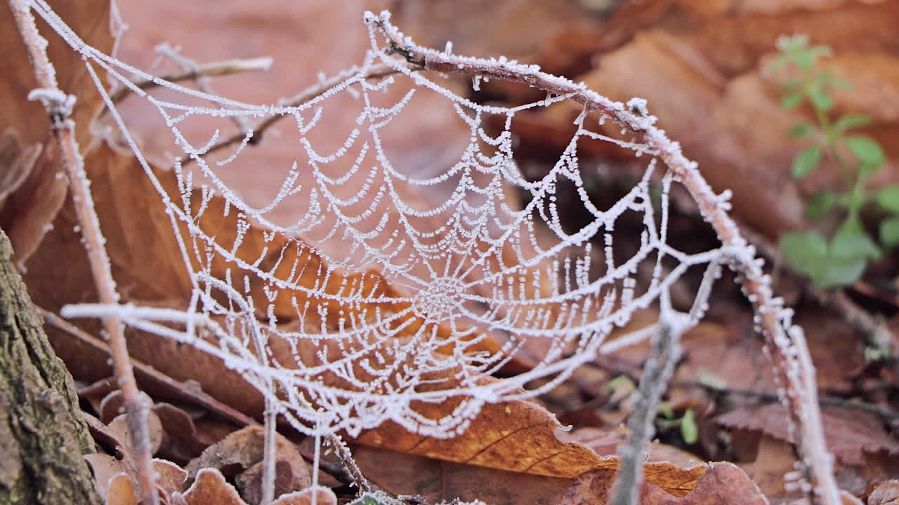 telaraña, telaraña, hecha a nivel del suelo y cubierta de nieve al comienzo de la temporada de invierno
