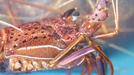 close-up of a lobster in aquarium