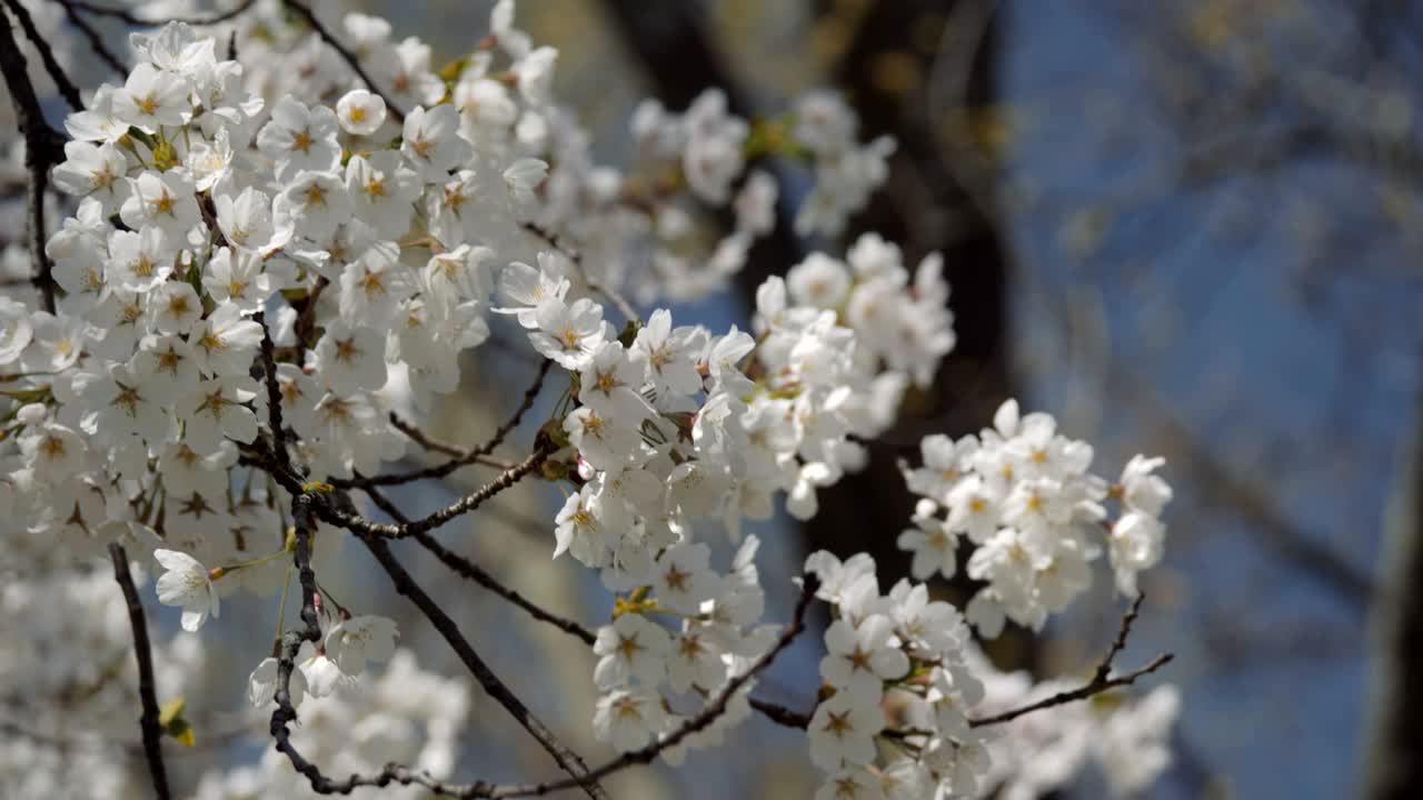 2018 Cherry Blossoms at Peak Bloom.