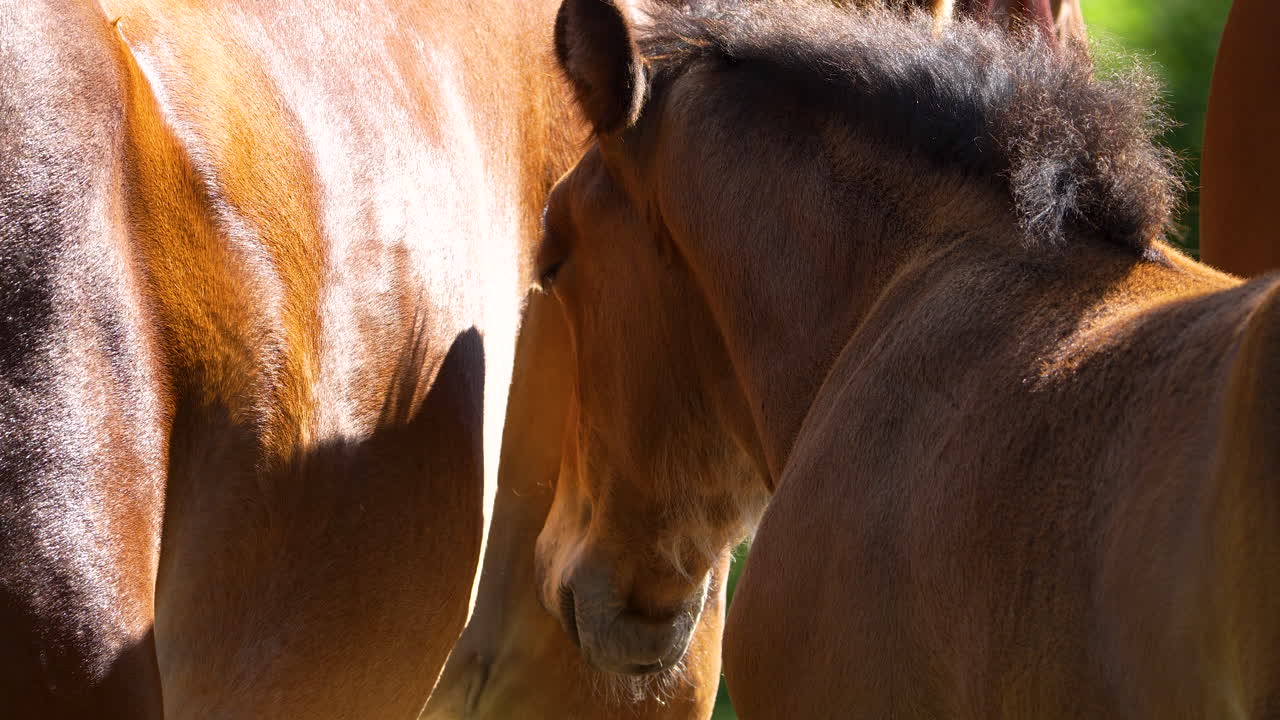 Poulain reposant sa tête contre un cheval adulte, baigné de soleil, illustrant un lien chaleureux dans un cadre rural paisible