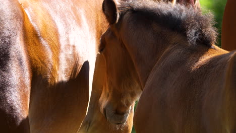 foal resting its head against an adult horse, bathed in sunlight, showing a warm bond in a peaceful rural setting