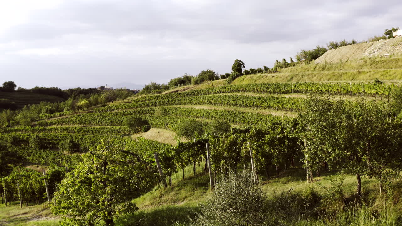 Terraced Vineyard Landscape