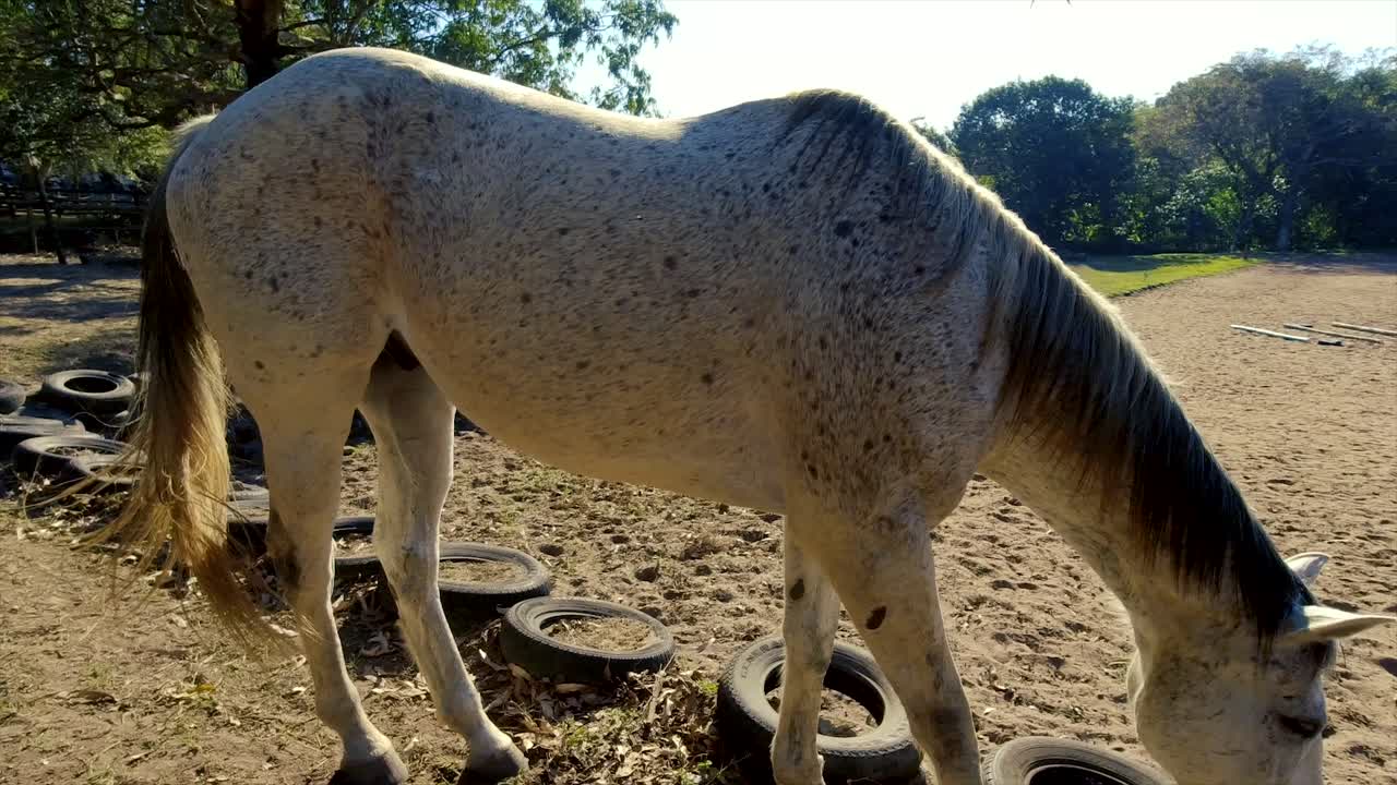 los caballos se pueden ver vagando, jugando y pastando en un amplio corral rodeado de exuberante vegetación en sus establos en yellow wood park durban