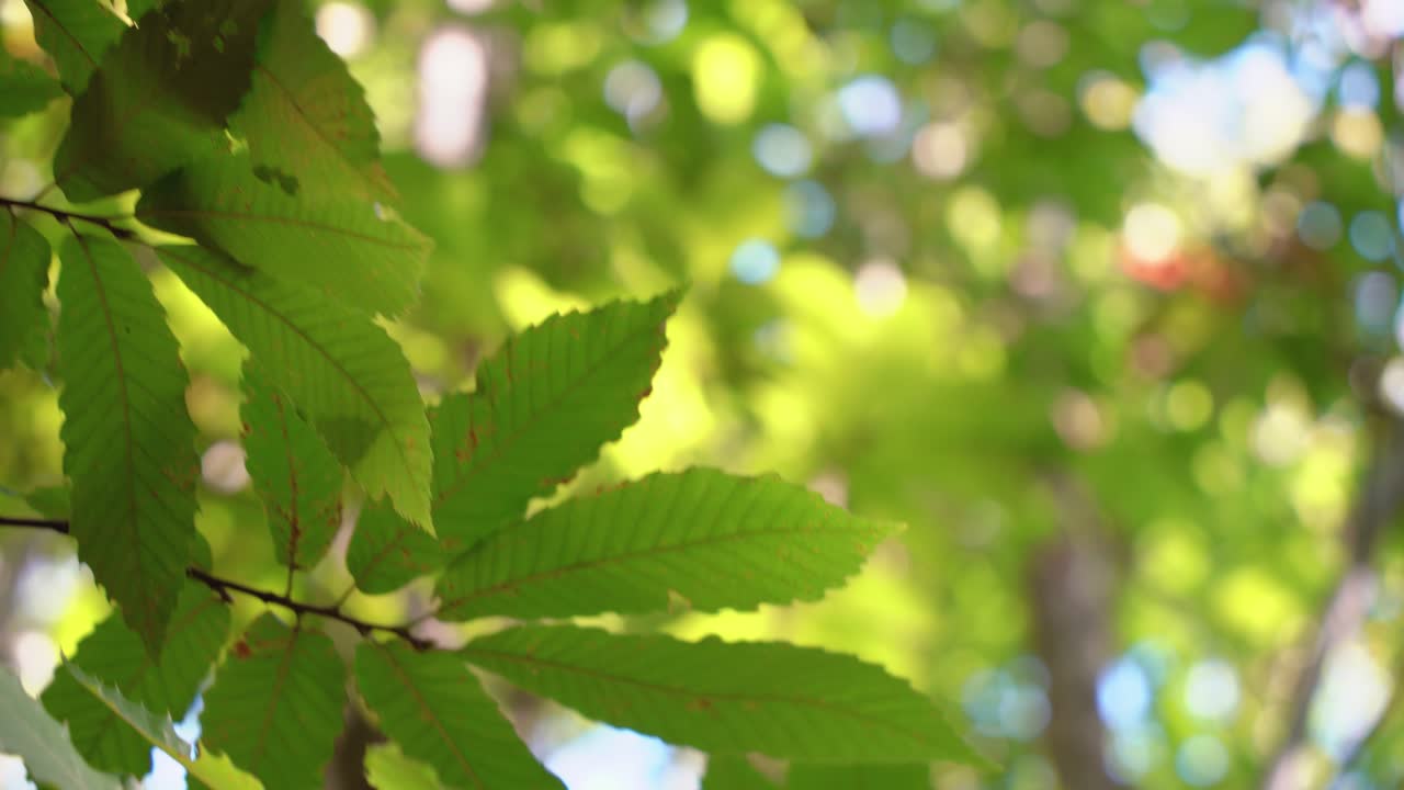 Close up of green chestnut tree leaves in the forest with a peaceful atmosphere