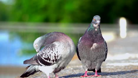 sweet couple of pigeons kissing each other,with much passion,close up