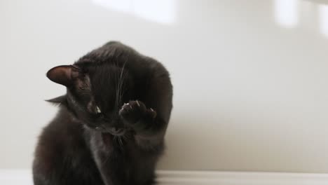 gato negro domesticado lame su pata en casa