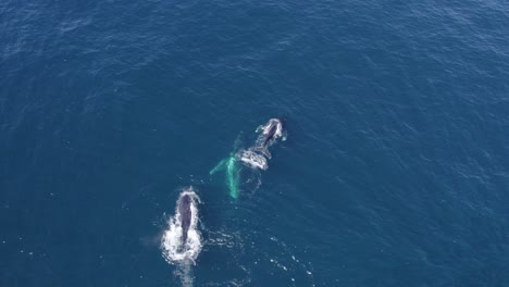 aerial view of migration of humpback whales