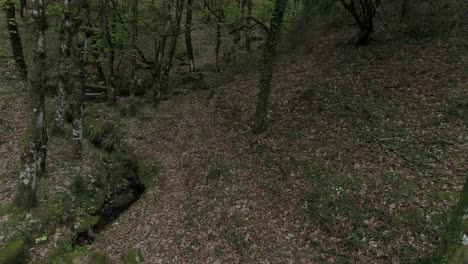 Grüner-Wald-Am-Frühlingstag