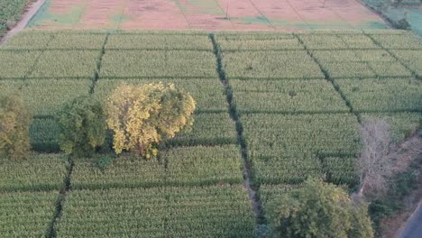 Bananenfarm-In-Indien-|-Obst-|-Landwirtschaft-|-Bananenbaum