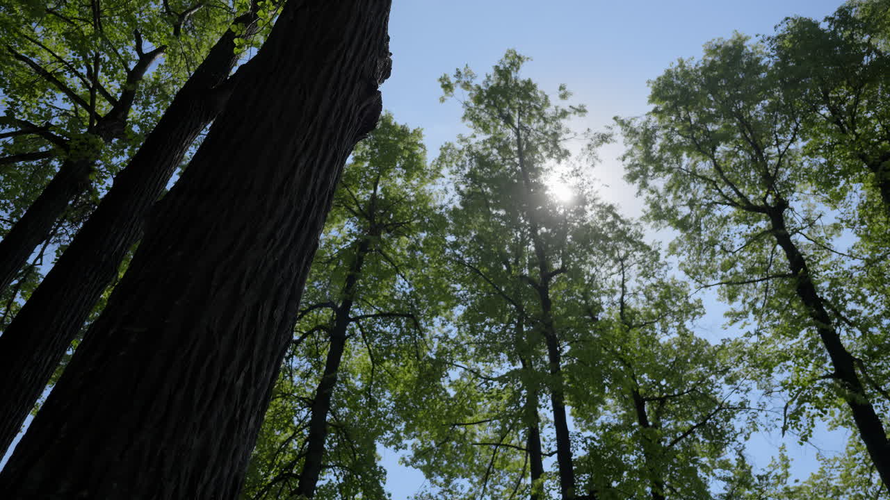 숲 의 개 를 통과 하는 빛