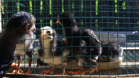 Aufnahmen-Von-Küken-In-Einem-Drahtkäfig