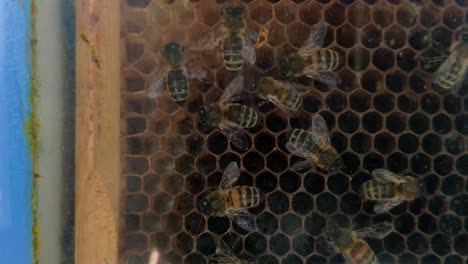 macro static shot showing bees moving through cells of a honeycomb in an enclosed observation box