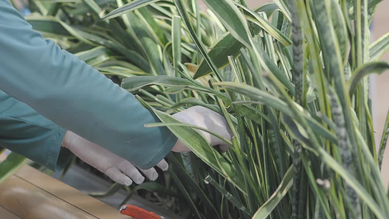 Taking care of snake plants