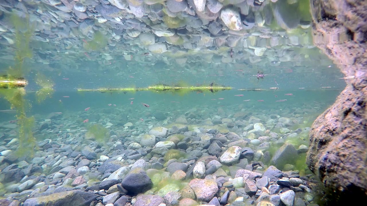 Piccoli Pesci che Nuotano in Acqua di Fiume Chiara e Poco Profonda
