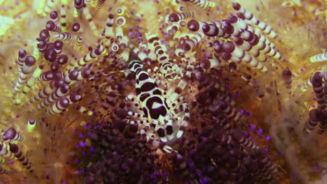 underwater shot detail of magnificent fire urchin, 2 coleman shrimps feeding