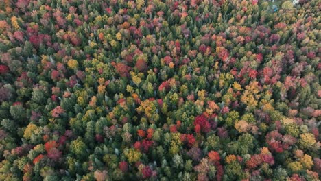 bird's eye view of multi-colored forest trees on autumn day