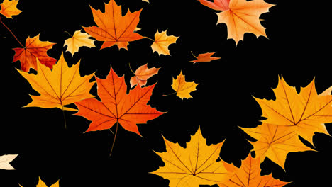 Falling autumn leaves animated overlay, transparent 4K video, alpha channel, ProRes 4444