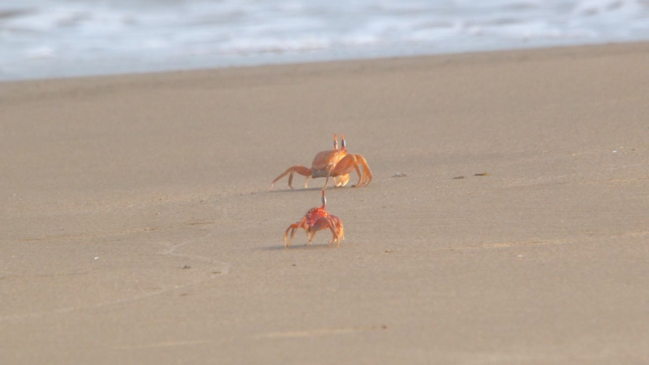 Crabs walking along beach shoreline in slow motion Piura Peru