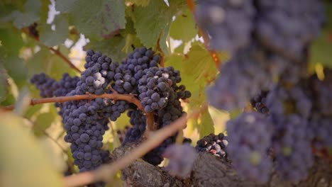 Red-grape-cluster-in-a-vineyard-medium-shot