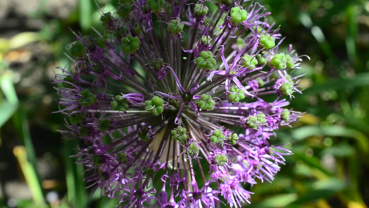Scatto su un letto. Fiori di lillà in primavera
