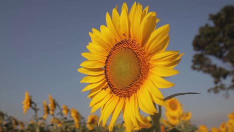 view of a sunflower as a bee lands on its flowers in a huge field with selective focus and blurred background