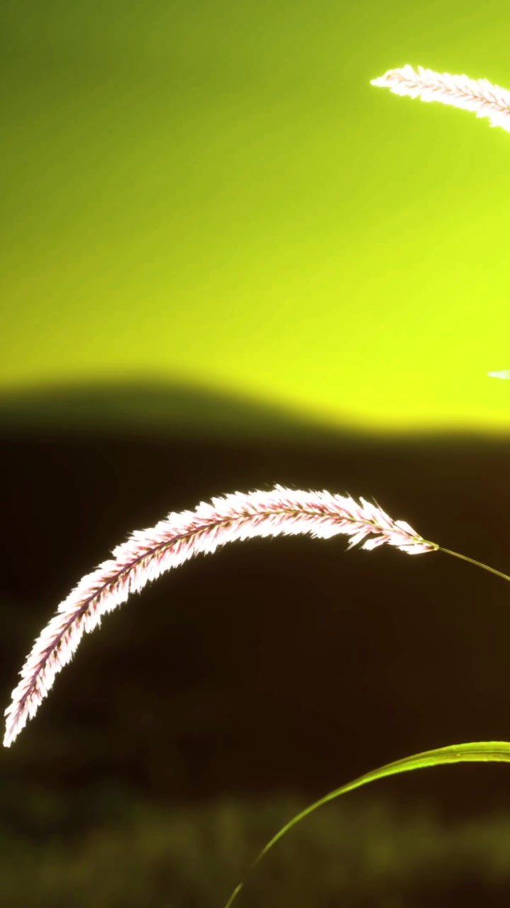 Lâminas de grama caprichosas dançam na brisa suave ao crepúsculo.