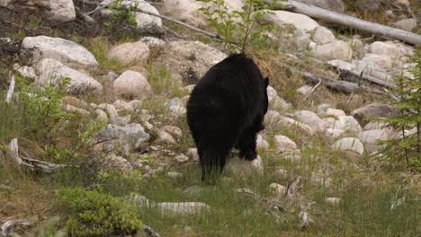 a black bear is seen gently rummaging through the underbrush of a dense forest