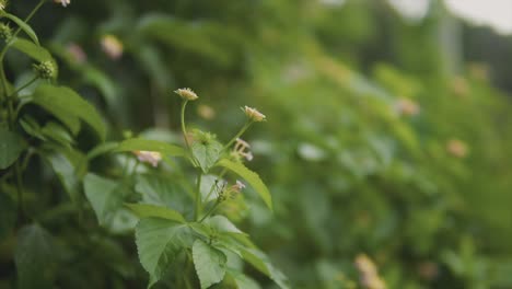 lateral shot focusing sharply on a group of vibrant plants in the foreground while rendering the background into a soft dreamy blur of lush vegetation