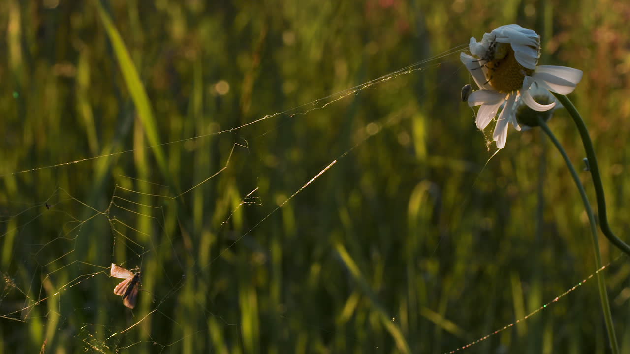 해가 뜨고 해가 지는 초원 에 있는 사탕수수 와 거미줄